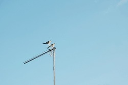 two birds, perched on the television antenna mast. against a blue sky background