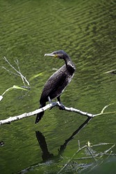 black bird cormorant on the water