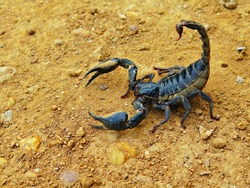 Scorpion on the ground