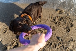 High angle view of the dog catching the toy at the beach while playing with his owner. Summer and animals concept 