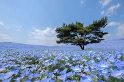 A lonely huge tree on the hill with the sea of blue flowers (Nemophila or Baby Blue Eye) blossoming at Hitachi Seaside Park in spring under blue sky at Ibaraki, Japan
