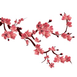 Branch of pink blossoming sakura. Japanese cherry tree. Vector Isolated Illustration on white background