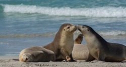 Cute seal couple in love and kissing on a beach in kangaroo island