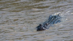 Large Saltwater Crocodile swimming in a river