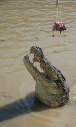 Saltwater Crocodile about to feed on meat