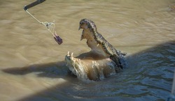 Large Crocodile snout coming out of the water to feed