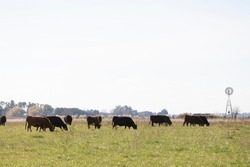 portrait of angus cattle in field in winter days