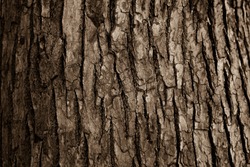 Bark of a big tree in the forest