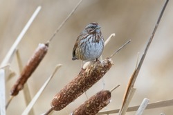 Song sparrow resting on top of bulrush at swan lake, Adult song sparrows have brown upperparts with dark streaks on the back and are white underneath with dark streaking