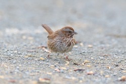 Song sparrow looking for food on ground. Adult song sparrows have brown upperparts with dark streaks on the back and are white underneath with dark streaking