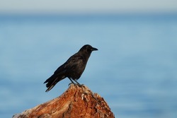 American crow is the common crow over much of the U.S. and Canada. Most easily identified by voice, a familiar “caw,” often repeated. Common in any open habitats, including fields, open woodlands