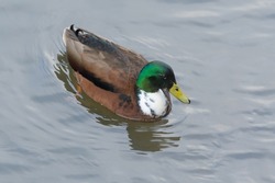Portrait of a swimming hybrid of american black duck and mallard. It is a large duck, nearly identical to Mallard in size and shape but with a much darker chocolate-colored body.