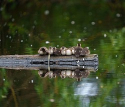 Portraint of wood duck duckling resting at lakeside, Wood Duck is a pretty waterfowl.