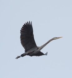 Great blue heron gliding in the air gracefully, a very common waterside bird in north america.