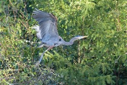 Great blue heron, a very common waterside bird in north america, resting at lakeside bush.