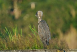 Great blue heron, a very common waterside bird in north america, resting at lakeside marsh.
