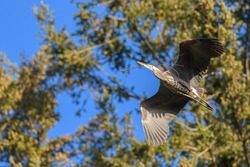 Great blue heron gliding in the air gracefully, a very common waterside bird in north america.