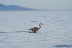 Great blue heron fishing at seaside, a very common waterside bird in north america.