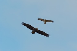 Juvenile bald eagle and red tail hawk gliding together in the air gracefully, Majestic adults have blackish-brown body with white head and tail. 