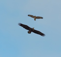 Juvenile bald eagle and red wing hawk together gliding in the air gracefully, Majestic adults have blackish-brown body with white head and tail.