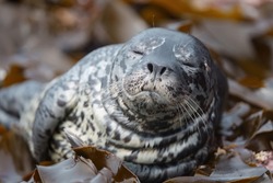 A harbor seal baby resting at seaside algae bush. The harbor or harbour seal Phoca vitulina, also known as the common seal, is a true seal found along temperate and Arctic marine coastlines