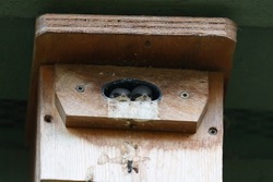 Tree swallow babies watching the outside world from their nest, they are common and widespread throughout most of North America, breeding as far north as Alaska and wintering to Panama.
