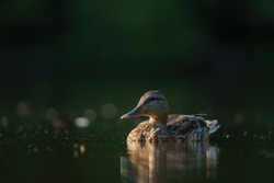 Female mallard resting in a marsh pond, Mallards are large ducks with hefty bodies, rounded heads, and wide, flat bills.