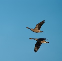 Canada goose flying gracefully, The Canada goose is a large wild goose with a black head and neck, white cheeks, white under its chin, and a brown body.