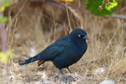 The Brewer's blackbird feeding at seaside, it is a glossy bird, almost liquid combination of black, midnight blue, and metallic green.
