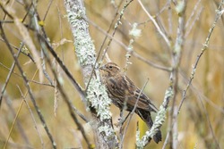 Female Red-winged Blackbird feeding in forest, this is one of the most abundant birds across North America.
