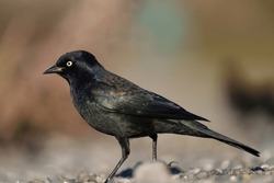 Brewer's blackbird feeding at seaside, it is a glossy bird, almost liquid combination of black, midnight blue, and metallic green. Females are a staid brown.
