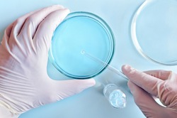 Chemical research in Petri dishes on blue background. Researcher preparing color plates in a microbiology laboratory. Hand of a technician inoculating plates. Top view. Daylight.
