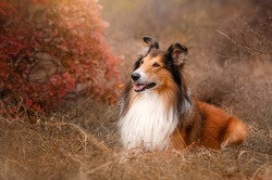 Rough-haired collie of red color walks in the autumn park
