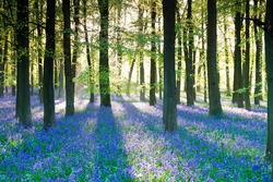 Purple bluebell woods in early morning sunrise