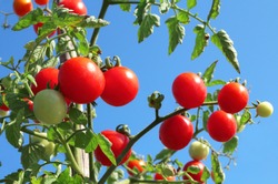 Close up of fresh red ripe tomatoes growing in the vegetable garden with beautiful blue sky background.