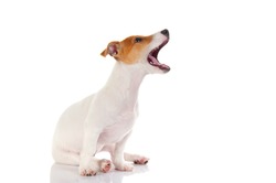 Jack russell terrier. Isolated on white background