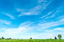 Blue sky and cloud with meadow tree. Plain landscape background for summer poster. 