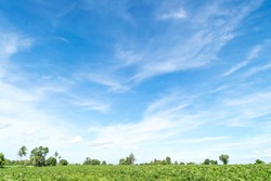 Blue sky and beautiful cloud with meadow tree. Plain landscape background for summer poster. 
The best view for holiday.