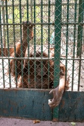 captive animals at the Giza Zoo in Egypt look from the cage