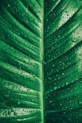 tropical palm leaf with rain droplets, dark green foliage texture backgrounds