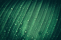 drop of water on tropical banana palm leaf, dark green foliage, nature background