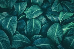 tropical leaves, dark green foliage, abstract nature background