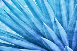 thorn leaf, abstract nature background, exotic plant, blue toned