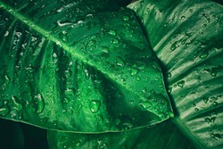 rainy season, water drop on green palm leaf, big foliage in rain forest, nature background