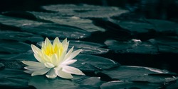 white water lily blooming on dark nature background