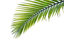 tropical palm leaf isolated on white background, clipping path included