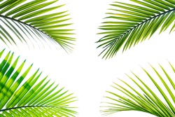 tropical palm leaves isolated on white background