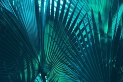 tropical palm leaf dark background