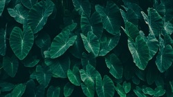 tropical leaves, dark green nature background