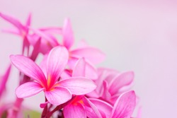 Bouquet of pink flowers background, plumeria or frangipani blossom